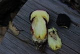 Xerocomellus atropurpureus image