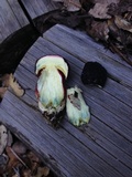 Xerocomellus atropurpureus image
