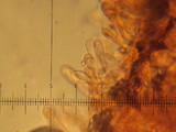 Hebeloma crustuliniforme image