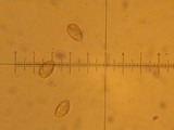 Hebeloma crustuliniforme image