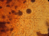 Hebeloma crustuliniforme image