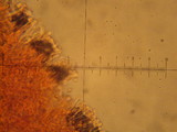 Hebeloma crustuliniforme image
