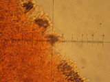 Hebeloma crustuliniforme image