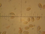 Hebeloma crustuliniforme image
