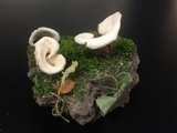 Crepidotus albidus image