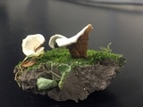 Crepidotus albidus image
