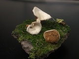 Crepidotus albidus image