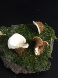 Crepidotus albidus image