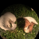 Crepidotus albidus image