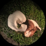Crepidotus albidus image