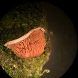 Crepidotus albidus image