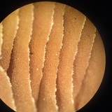 Crepidotus albidus image