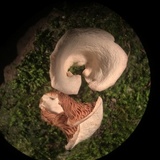 Crepidotus albidus image