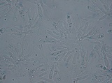 Crepidotus albidus image