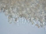 Crepidotus albidus image