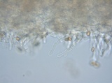 Crepidotus albidus image