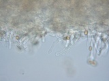 Crepidotus albidus image