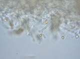Crepidotus albidus image