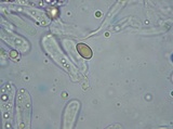 Crepidotus albidus image