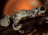 Badhamia foliicola image