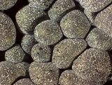 Badhamia foliicola image