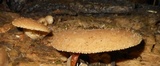 Hohenbuehelia mastrucata image