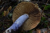 Cortinarius vanduzerensis image