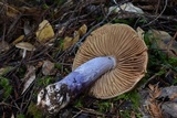 Cortinarius vanduzerensis image