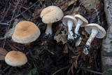 Hydnum oregonense image
