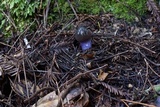 Cortinarius vanduzerensis image