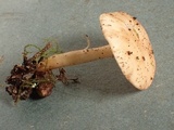 Rhodocybe roseiavellanea image