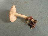 Rhodocybe roseiavellanea image