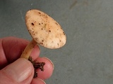 Rhodocybe roseiavellanea image