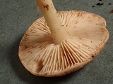 Rhodocybe roseiavellanea image