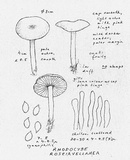 Rhodocybe roseiavellanea image