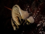 Tapinella panuoides image