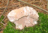 Hypomyces hyalinus image