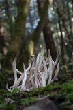 Clavaria fumosa image