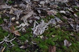 Clavaria fumosa image