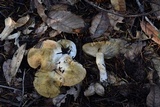 Tricholoma apium image