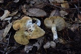 Tricholoma apium image