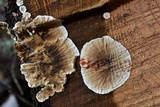 Stereum sanguinolentum image