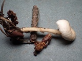 Rhodophana stangliana image
