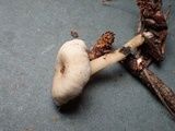 Rhodophana stangliana image