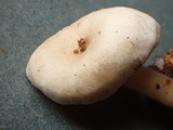 Rhodophana stangliana image