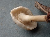 Rhodophana stangliana image