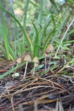 Psilocybe pelliculosa image
