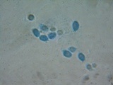 Rhodophana stangliana image