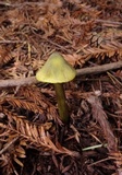 Hygrocybe olivaceonigra image