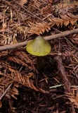 Hygrocybe olivaceonigra image